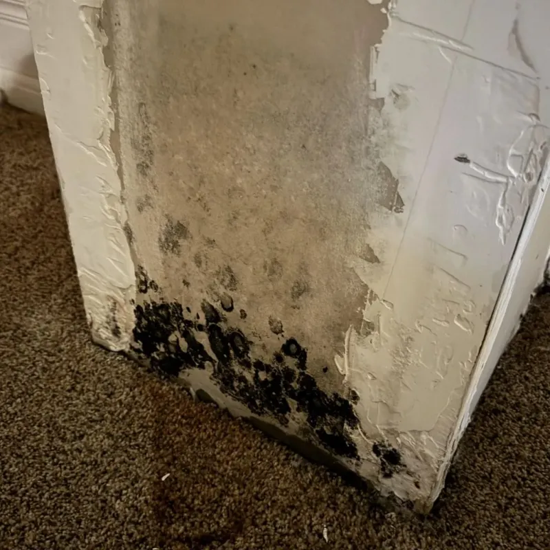 Professional Mold Removal in Richland, GA